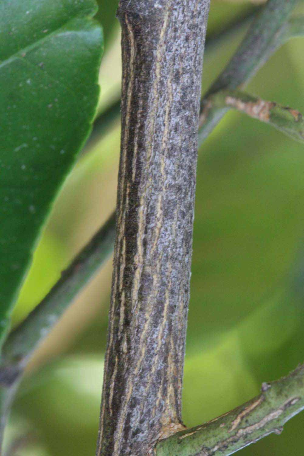              Second - third year twig (Riverside, CA)       